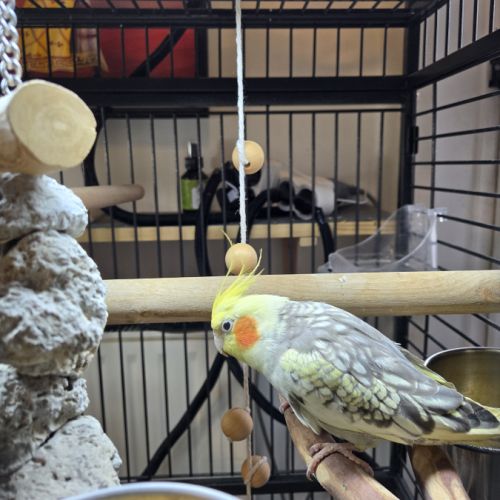 4 babys calopsittes a adopter eam nées le 19 mars #3