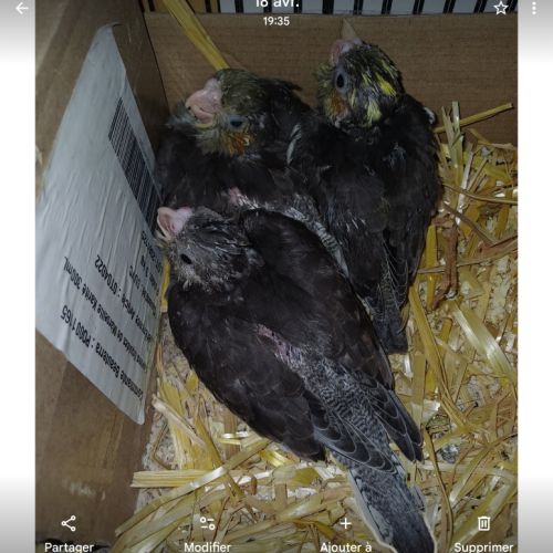 4 babys calopsittes a adopter eam nées le 19 mars #5