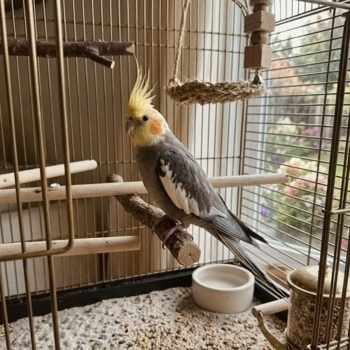 4 babys calopsittes a adopter eam nées le 19 mars #7