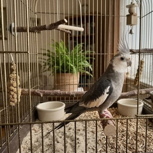 4 babys calopsittes a adopter eam nées le 19 mars #8