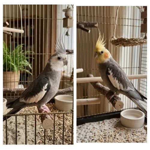 4 babys calopsittes a adopter eam nées le 19 mars #0