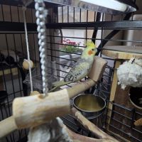 4 babys calopsittes a adopter eam nées le 19 mars #1