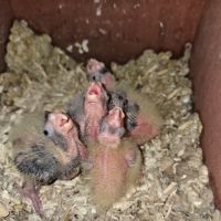 4 babys calopsittes a adopter eam nées le 19 mars #4