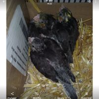 4 babys calopsittes a adopter eam nées le 19 mars #5