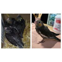 4 babys calopsittes a adopter eam nées le 19 mars #6