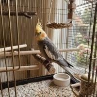 4 babys calopsittes a adopter eam nées le 19 mars #7