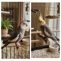 4 babys calopsittes a adopter eam nées le 19 mars #0