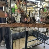 4 babys calopsittes a adopter eam nées le 19 mars #10