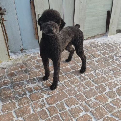 Oliver se trouve dans un refuge en chine #0