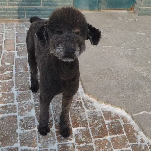 Oliver se trouve dans un refuge en chine #2