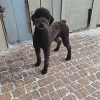 Oliver se trouve dans un refuge en chine