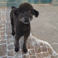 Oliver se trouve dans un refuge en chine #2