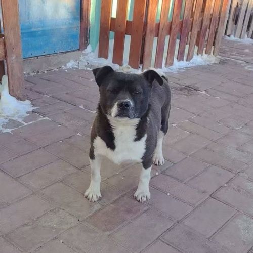 Millie se trouve dans un refuge en chine #2