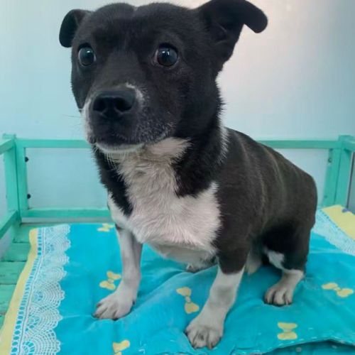 Millie se trouve dans un refuge en chine #4