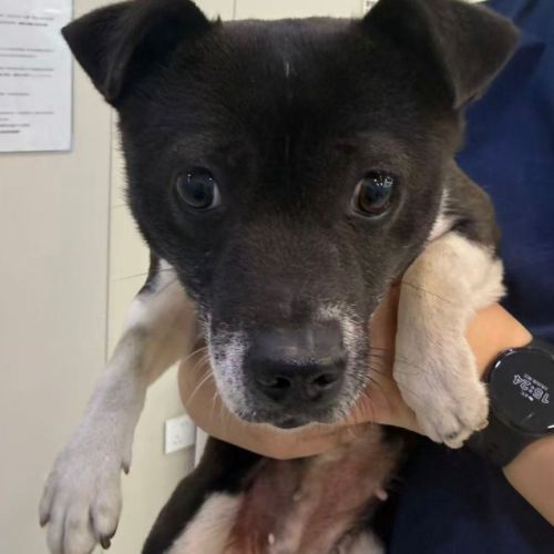 Millie se trouve dans un refuge en chine #5