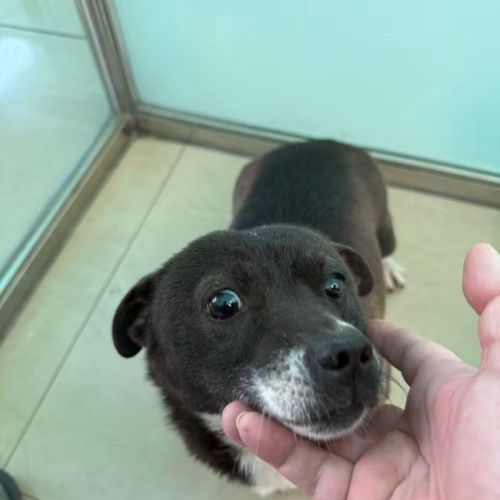 Millie se trouve dans un refuge en chine #6