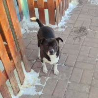 Millie se trouve dans un refuge en chine