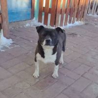 Millie se trouve dans un refuge en chine #2