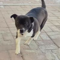 Millie se trouve dans un refuge en chine #3