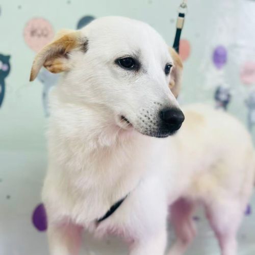 Maggie se trouve dans un refuge en chine #0