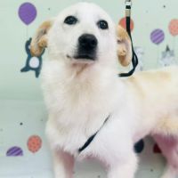 Maggie se trouve dans un refuge en chine #1