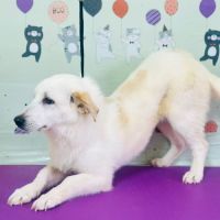 Maggie se trouve dans un refuge en chine #2