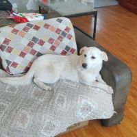 Maggie se trouve dans un refuge en chine #3