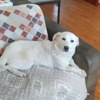 Maggie se trouve dans un refuge en chine #4