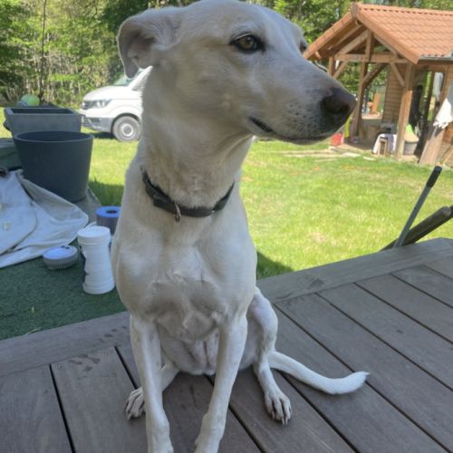 Sisuca, 7 ans, adorable chienne facile à vivre #1