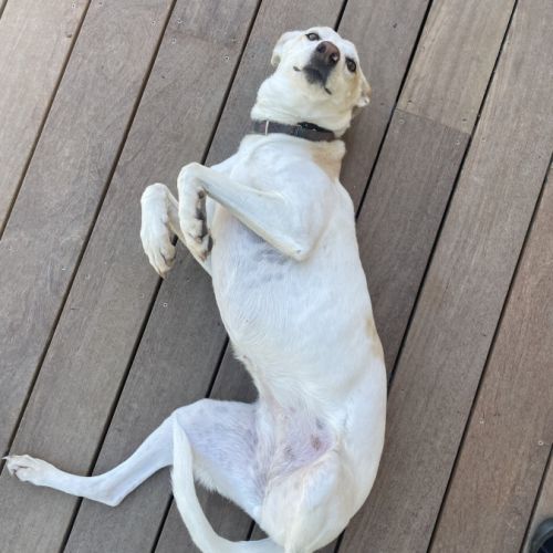 Sisuca, 7 ans, adorable chienne facile à vivre #2
