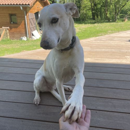 Sisuca, 7 ans, adorable chienne facile à vivre #0