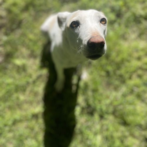 Sisuca, 7 ans, adorable chienne facile à vivre #4