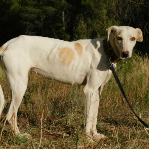 Sisuca, 7 ans, adorable chienne facile à vivre #6
