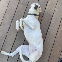 Sisuca, 7 ans, adorable chienne facile à vivre #2