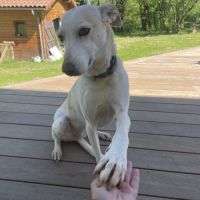 Sisuca, 7 ans, adorable chienne facile à vivre