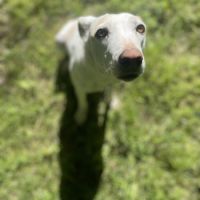 Sisuca, 7 ans, adorable chienne facile à vivre #4