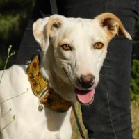 Sisuca, 7 ans, adorable chienne facile à vivre #5
