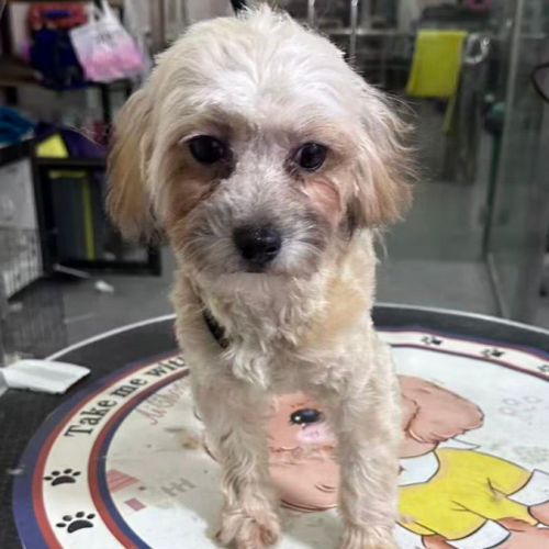 Mona se trouve dans un refuge en chine #2