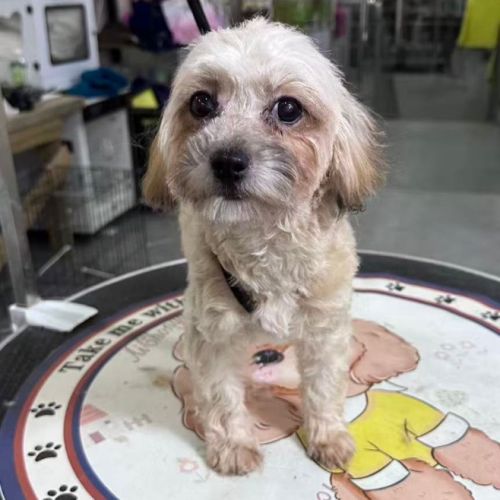 Mona se trouve dans un refuge en chine #3