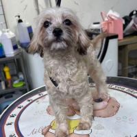 Mona se trouve dans un refuge en chine