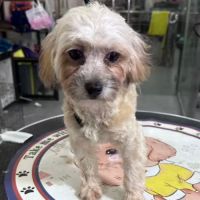 Mona se trouve dans un refuge en chine #2