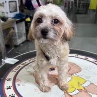 Mona se trouve dans un refuge en chine #3