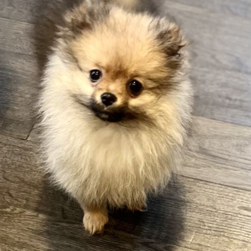 Spitz nain-pomeranien #2