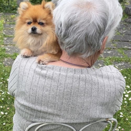 Spitz nain-pomeranien #3