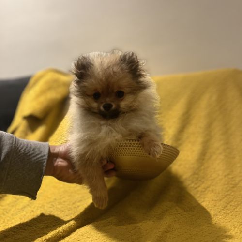 Spitz nain-pomeranien #0