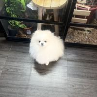 Spitz nain-pomeranien #1