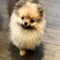 Spitz nain-pomeranien #2