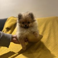 Spitz nain-pomeranien