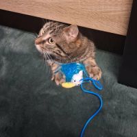 Adonis le calinou #1