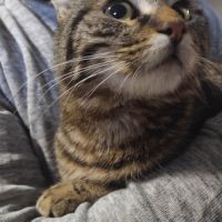 Adonis le calinou #2